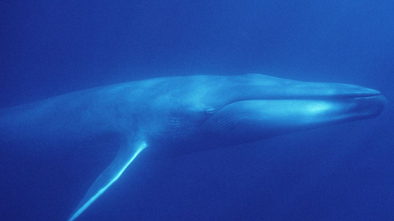 Mavi Balinayla İlgili Google’la İş Birliği Yapıldı