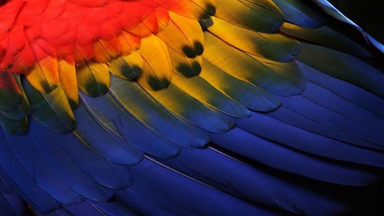 Windows 10 Kullanıcılarına Eşsiz Duvar Kağıtları