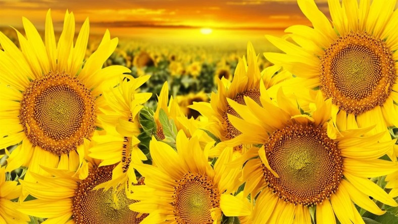 Windows, 4K Kalitedeki Yeni Temasını Fiyatsız Yayınladı