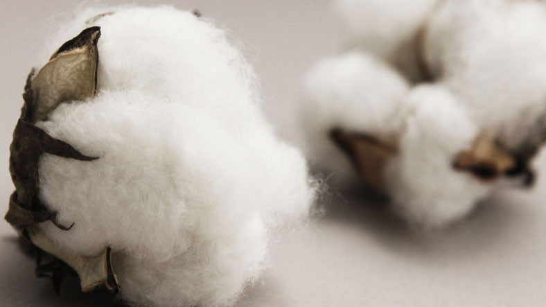 Bilim İnsanları, Laboratuvar Ortamında Renkli Pamuk Ürettile