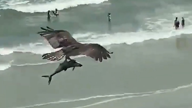 Bir Kartalın Yavru Köpek Balığını Taşıdığı Viral Görüntü