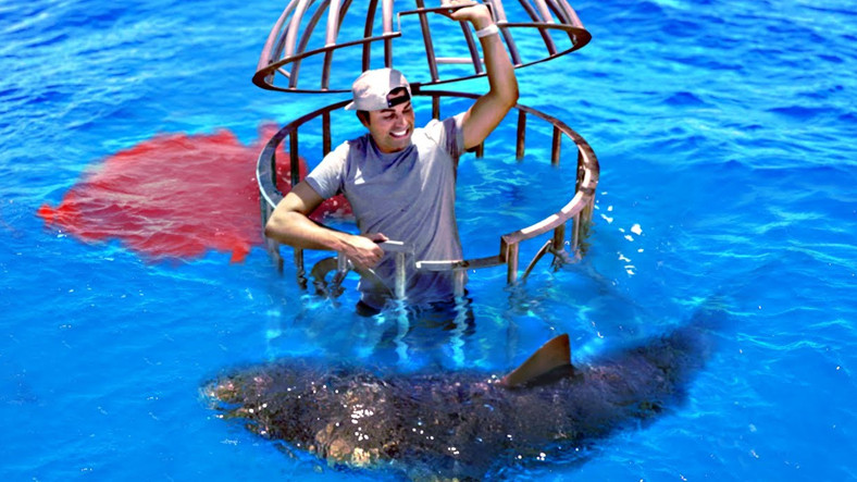 Köpek Balıkları Memelileri mi Tercih Ediyor Balıkları mı?