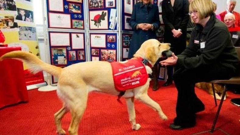 Köpekler 6 Haftalık Eğitimle Koronavirüsü Tespit Edebilir