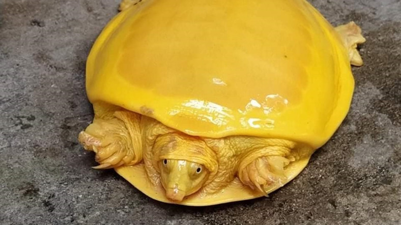 Sarı Renkli Kaplumbağa Twitter’da Viral Oldu