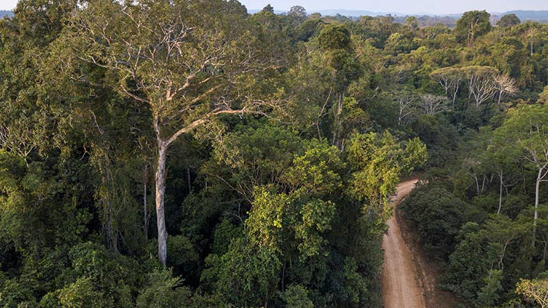 Amazon’daki Yasadışı Yollar Algoritmayla Tespit Edilecek