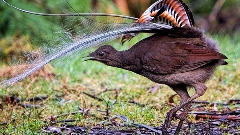 Bebek Ağlamasını Taklit Eden Kuşun Viral Görüntüsü