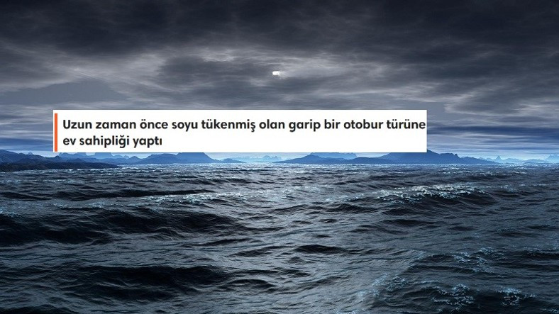 Büyük Okyanus Hakkında 8 Farklı Bilgi