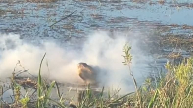 Drone’u Havada Kapıp Afiyetle Yiyen Timsahın Viral Görüntüsü