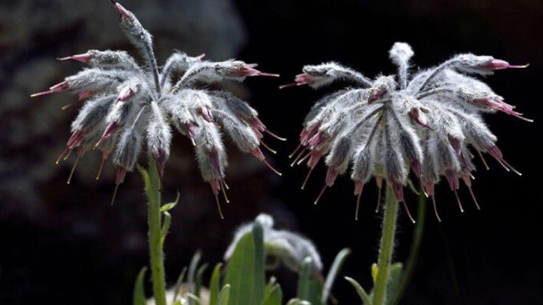 Endemik Bitki Nedir? Türkiye’deki Endemik Bitki Tipleri