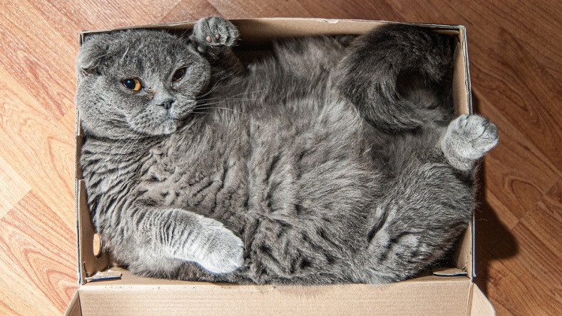 Kediler Kutuları Neden Çok Seviyorlar?