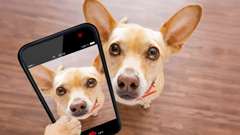 Köpekler Telefon Kameralarından Neden Nefret Eder?