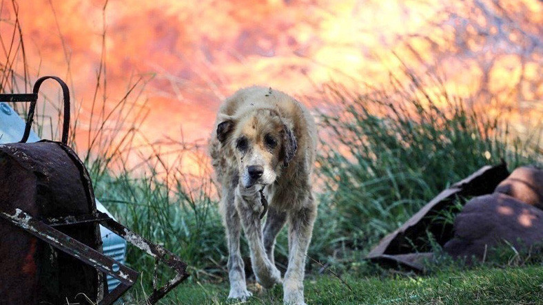 “Sahte” Manavgat Fotoğrafları Gerçekte Ne Vakit Çekildi?