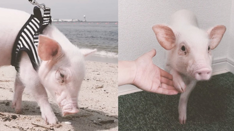 Yavru Domuz Görüntüleri ile Fenomen Olan Adama Mevt Tehdidi