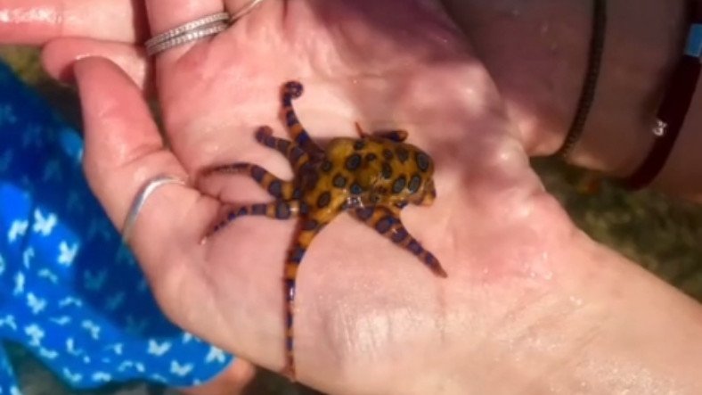 Zehirli Ahtapotu Eline Alan TikTok Kullanıcısı Viral Oldu