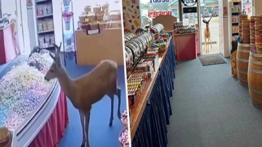 ABD’de yolunu şaşıran geyik soluğu şekerlerle dolu dükkanda aldı