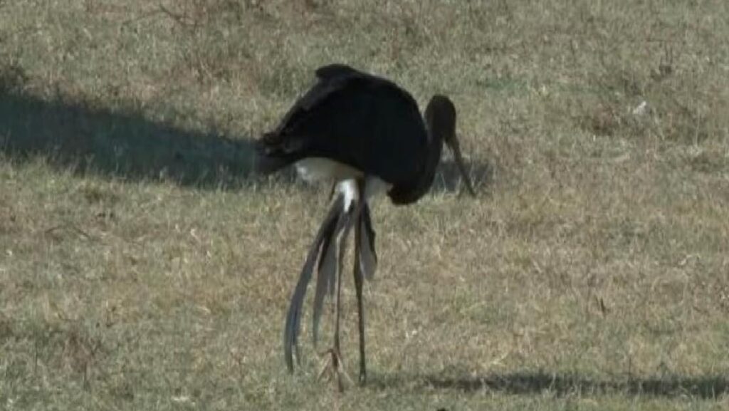 Arnavutköy’de Yaralı Kara Leylek Bulundu