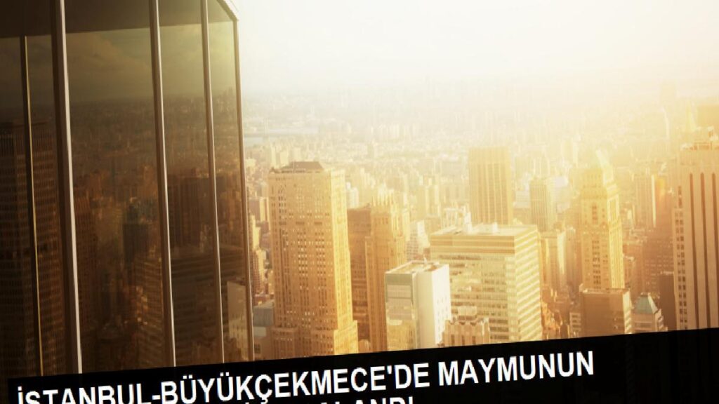 Başıboş Maymun Sokakta İnsanlara Saldırdı