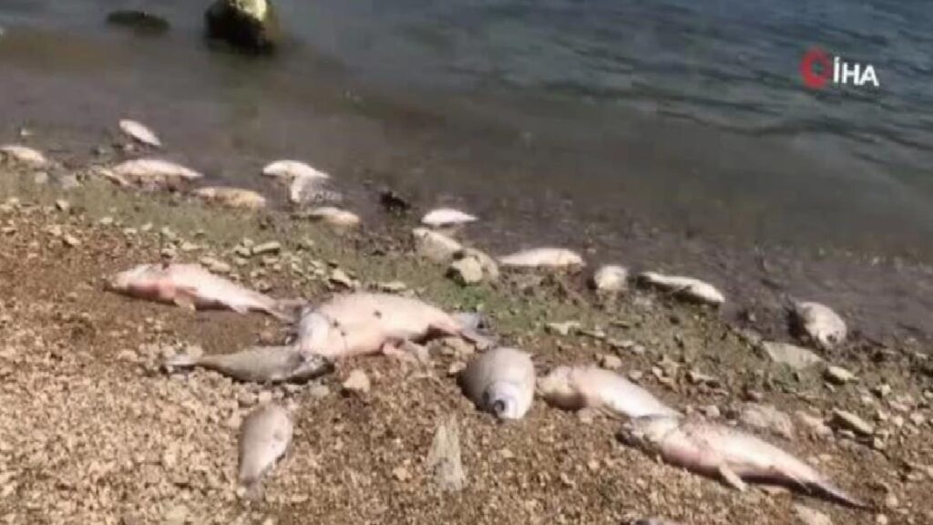 Boğazköy Baraj Gölünde Ölen Balıklar Karaya Vurdu
