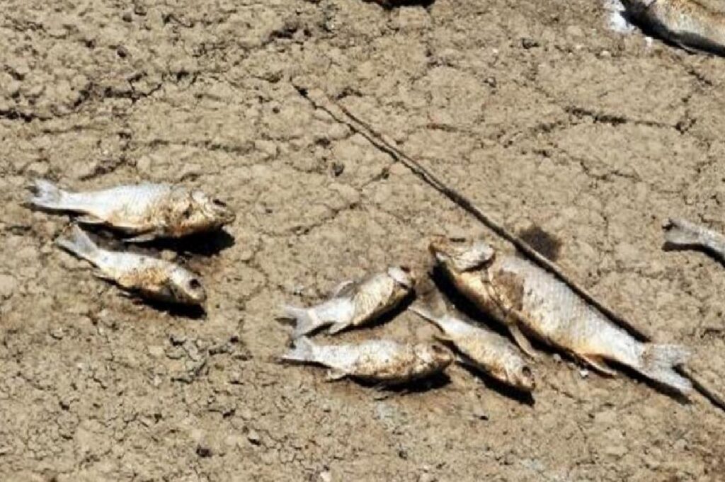 Boğazköy Barajı’nda Toplu Balık Vefatları