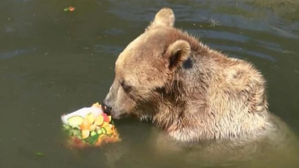 Bursa Hayvanat Bahçesi’nde Hayvanlar Sıcaktan Buzlu Meyve Kokteyliyle Serinletiliyor