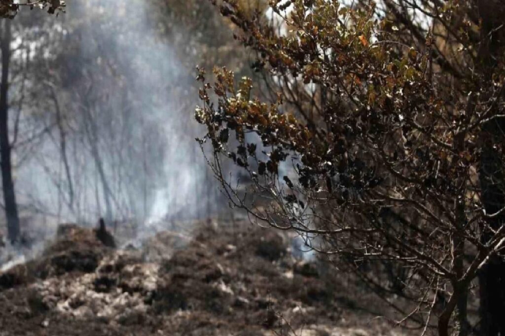 Bursa’da Orman Yangını Denetim Altına Alındı