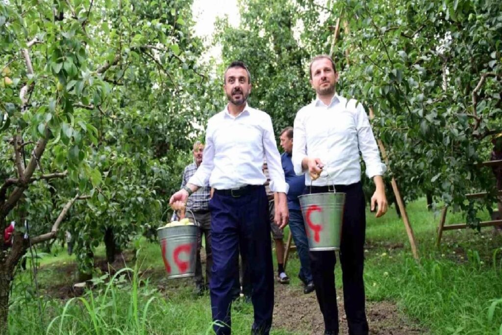 Bursa’da Santa Maria cinsi armut hasadı başladı