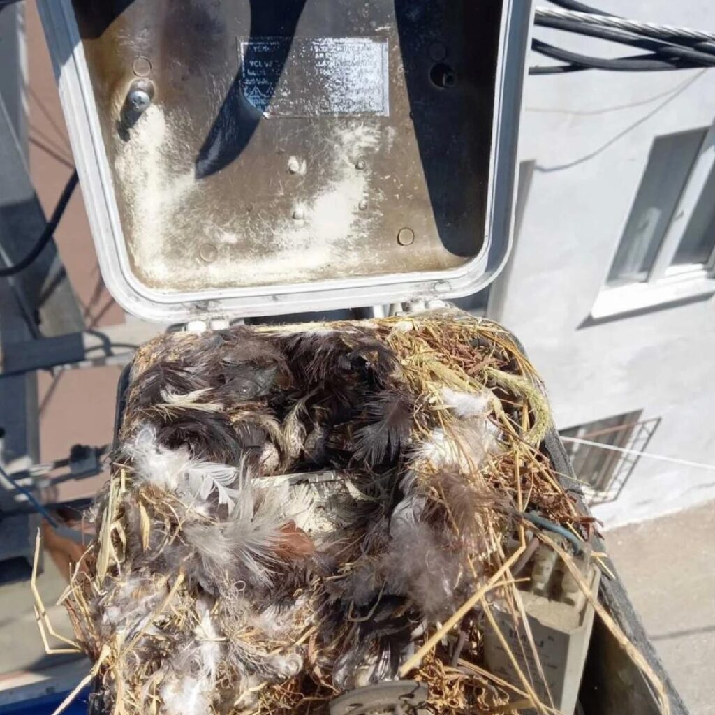 Bursa’da sokak aydınlatma direkleri için kuş dostu tahlil