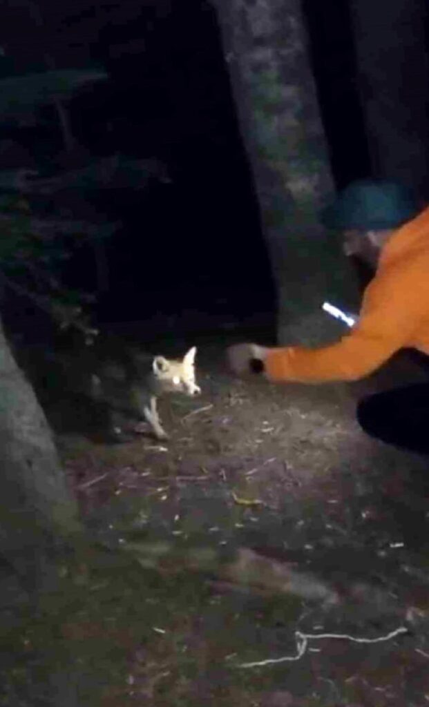 Bursa’da Vatandaş Tilkiyi Köfteyle Besledi