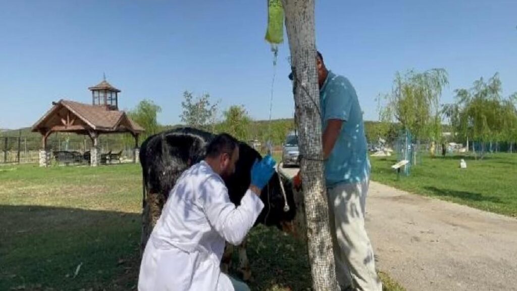 Çanakkale’de Yanan Boğa HAYTAP Emekli Hayvanlar Çiftliği’ne Getirildi