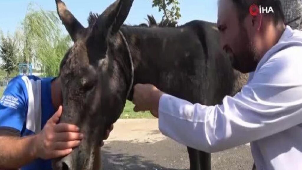 Çanakkale’deki yangında kurtarılan eşek emekliliğe ayrıldı