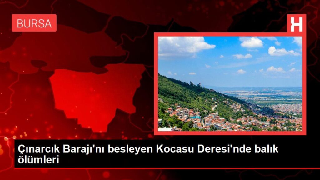 Çınarcık Barajı’nı besleyen Kocasu Deresi’nde balık vefatları