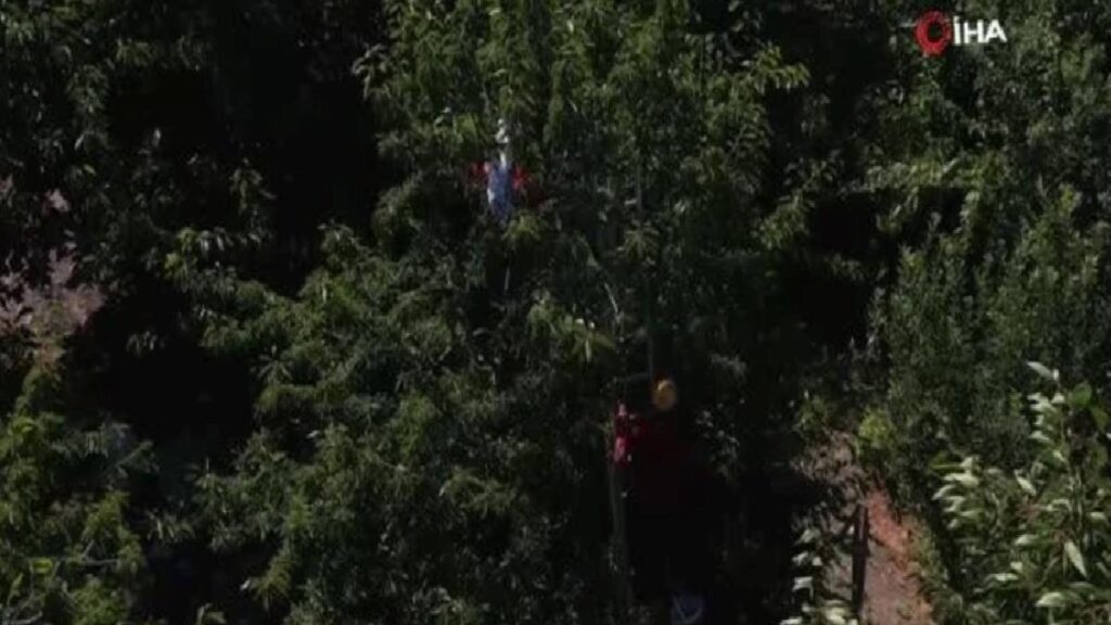 Coğrafik İşaretli ‘Napolyon’ Kirazında Son Hasat Yüzleri Güldürdü