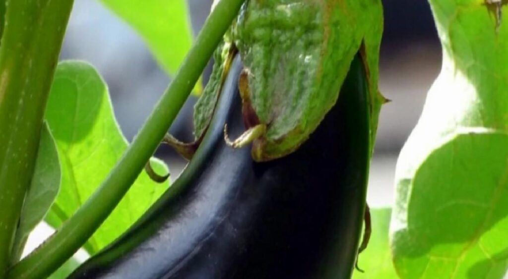 Çöpe atılan patlıcan sapı şifa deposu çıktı! Yararları inanılmaz