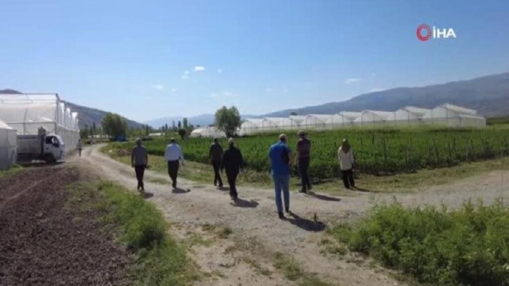 Erzincan’da atıl topraklar tarıma kazandırılıyor – Tatlısu köyünde böğürtlen yetiştiriciliği