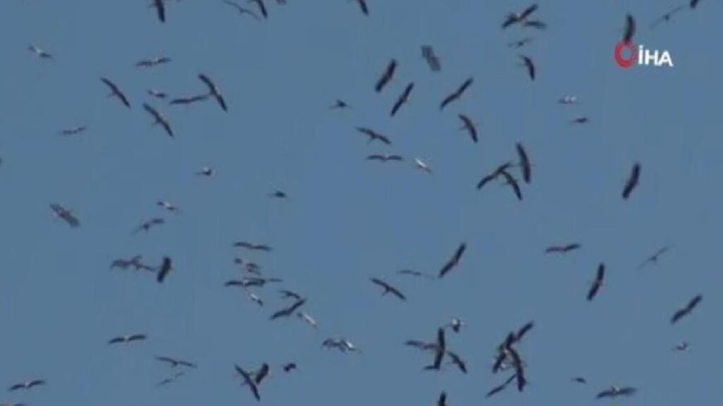 Göç yolundaki leyleklerin gökyüzündeki dansı bu türlü görüntülendi