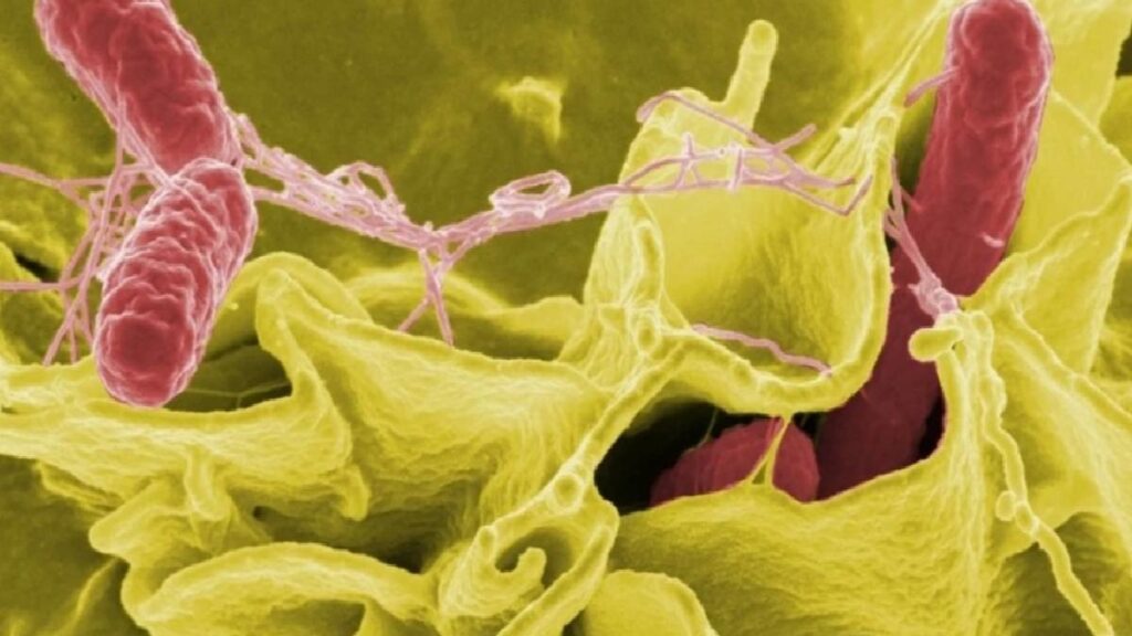 Helicobacter pylori nedir, belirtileri neler? Helikobakter pilorinin tedavisi var mı?