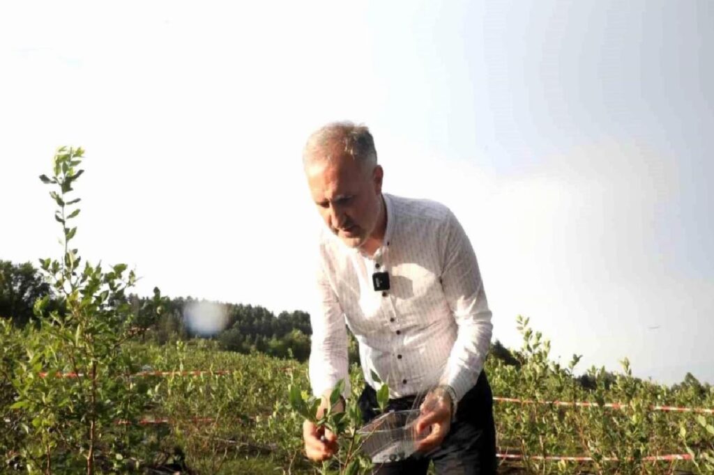 İnegöl’de Üretilen Yaban Mersini 5 Ülkeye İhraç Ediliyor