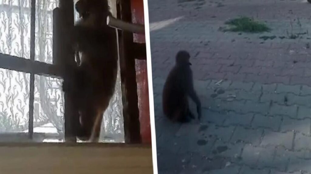 İstanbul’da sahibinin elinden kaçan maymun dehşet saçtı, sokaktan geçenlere saldırıp meskenlere girdi: 3 yaralı