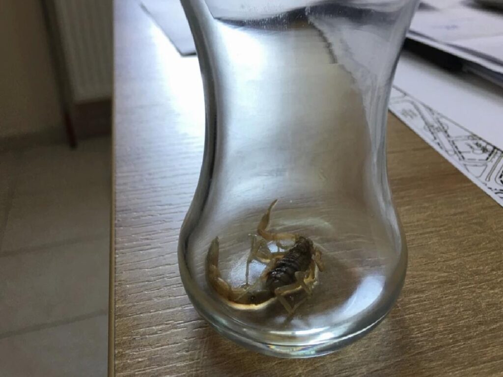 Konya’da Akrep Sokan Gurbetçi Ailenin Çocuğu Hastaneye Kaldırıldı