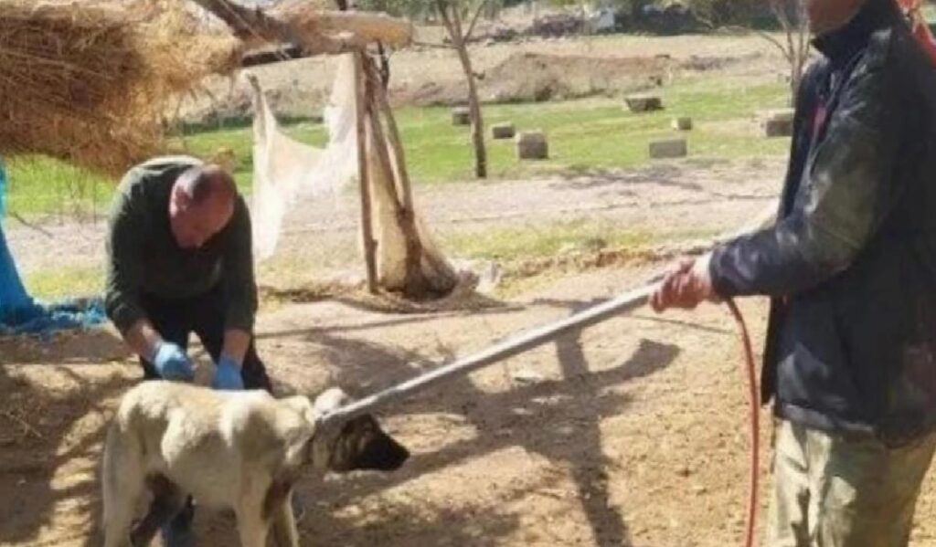 Kuduz öldürür mü? Kuduz ölümcül mü?