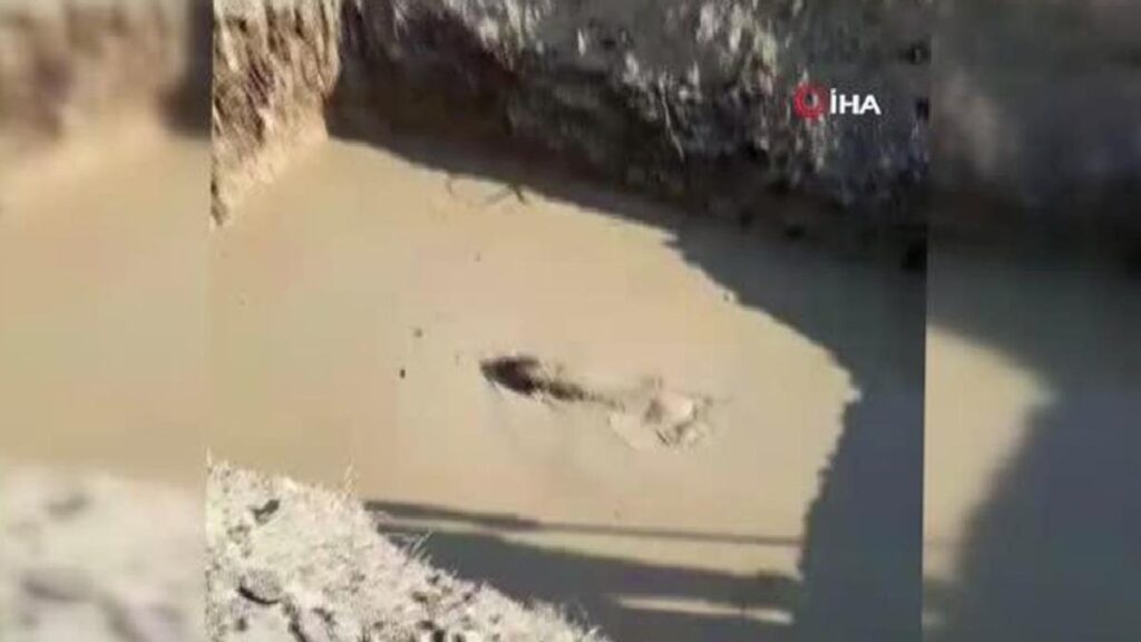 Kuyuya düşen köpeği itfaiye grupları kurtardı