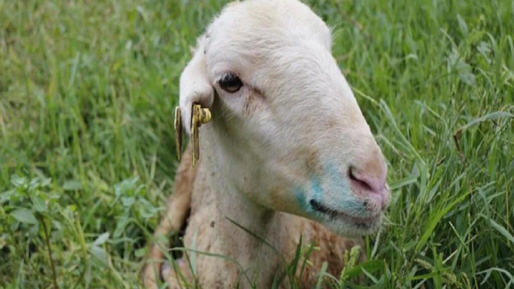 Mavi lisan hastalığı: Nedenleri, belirtileri ve tedavi teknikleri