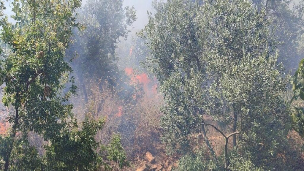 Orhangazi’de Zeytinlik Alanında Çıkan Yangınlar Denetim Altına Alındı