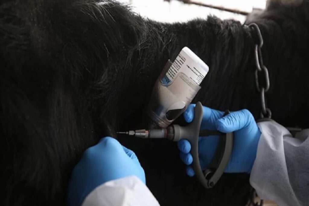 Şap hastalığı nedir, insanlara bulaşır mı? Şap hastalığının insanlarda belirtileri nelerdir?