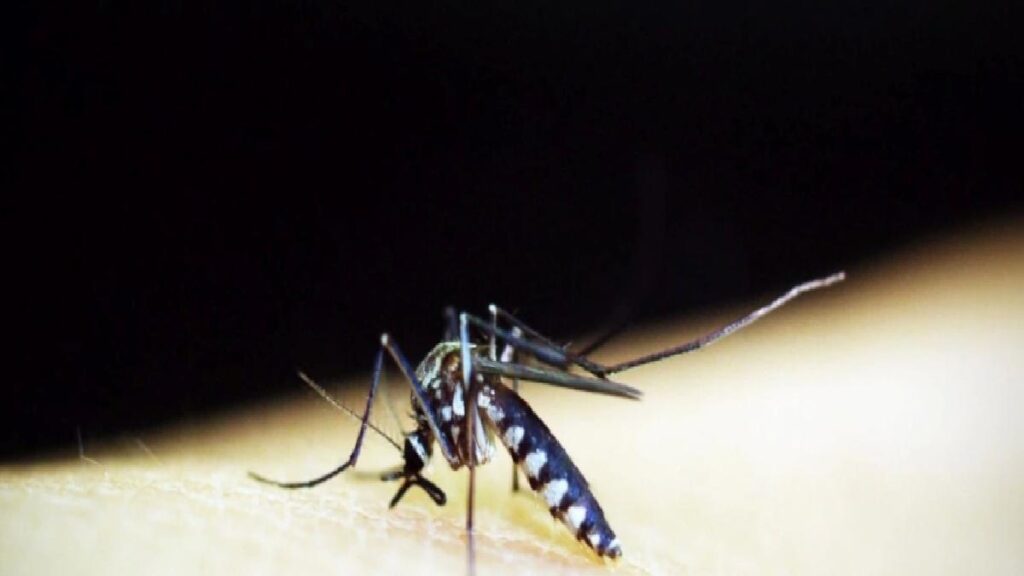 Sıtma hastalığı nedir? Belirtileri, tedavisi ve tedbire formülleri