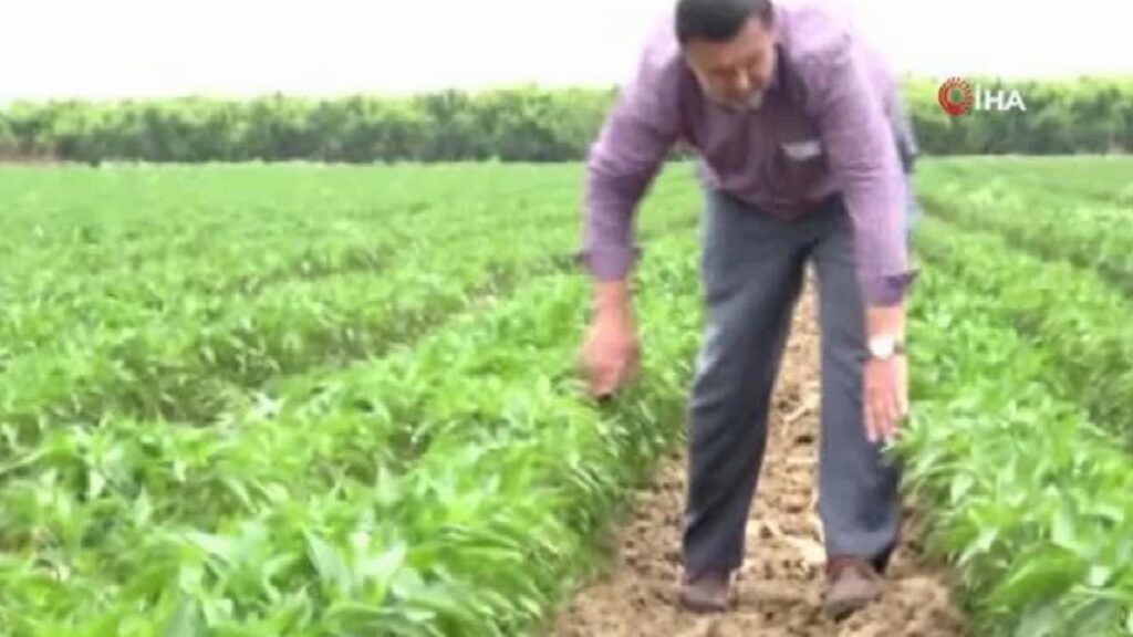 Tarlada 5 lira olan biber pazarda 35 liradan alıcı buluyor