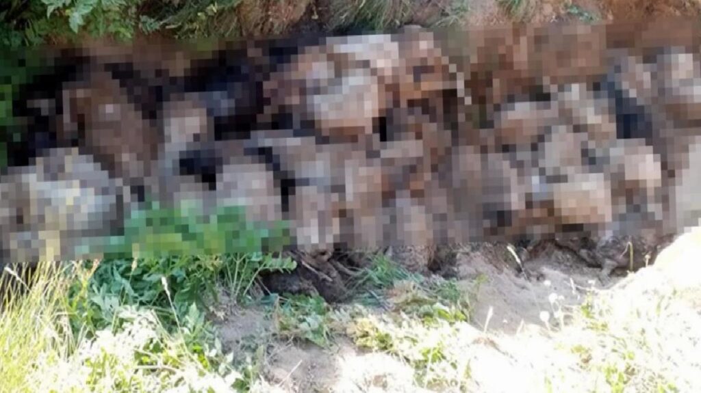 Van’da 130 koyun uçurumdan atlayarak öldü