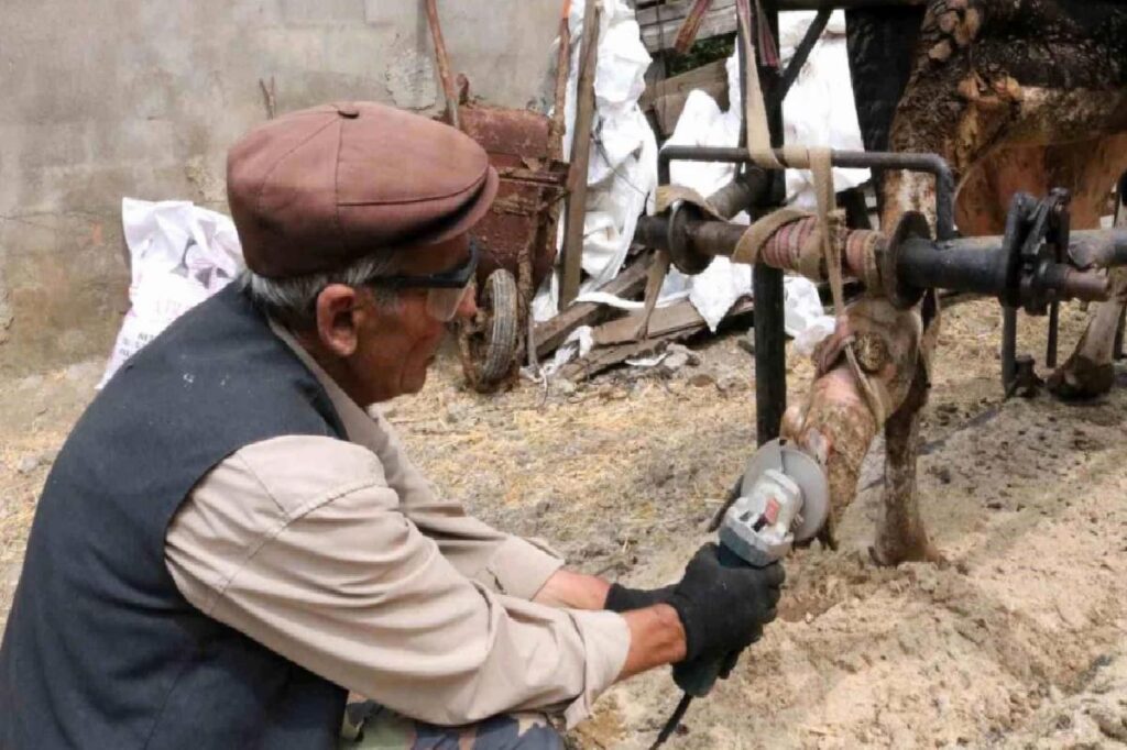 70 Yaşındaki Halil Oruç, İneklerin Tırnak Bakımını Yapıyor