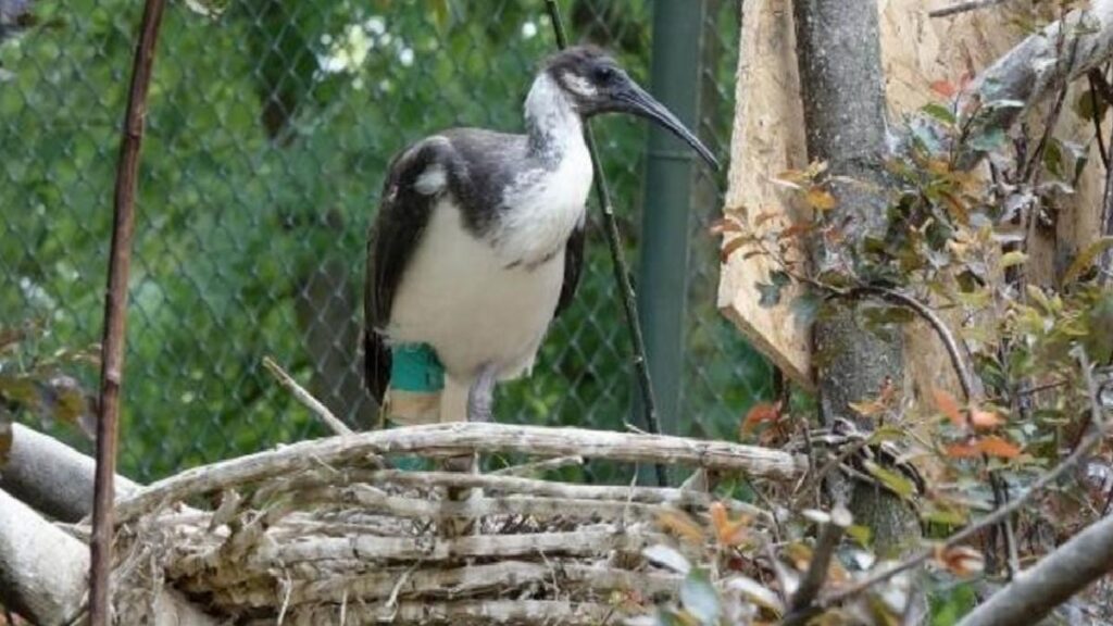 Bursa Hayvanat Bahçesi’nde Saman Boyunlu Ibis Kuşları Yavru Dünyaya Getirdi