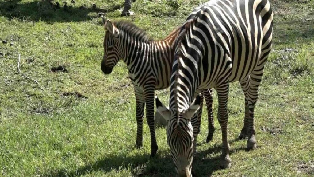 Bursa Zoopark’ta Zebra Ailesine 3 Yeni Yavru Katıldı